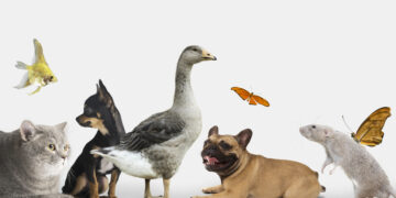 Près 87 % des salariés propriétaires d’un chien ou d’un chat veulent venir travailler avec leur compagnon