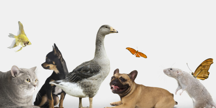 Près 87 % des salariés propriétaires d’un chien ou d’un chat veulent venir travailler avec leur compagnon