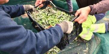 Avignon fournit l’huile d’olive de ses petits écoliers