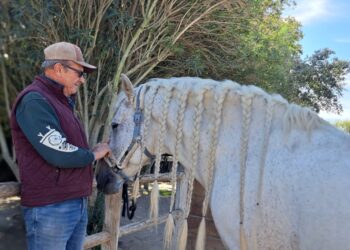 Au Camarkas, Thierry Pellegrin murmure à l’oreille des chevaux de Camargue