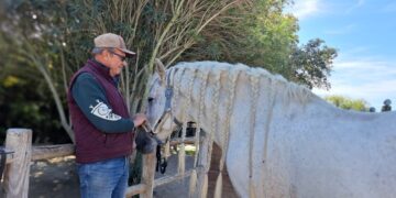 Au Camarkas, Thierry Pellegrin murmure à l’oreille des chevaux de Camargue