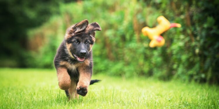 Le Salon du chiot fait son retour au Parc des Expositions d’Avignon