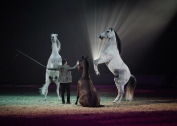 Avignon va monter sur ses grands chevaux pour les 40 ans de Cheval Passion du 14 au 18 janvier