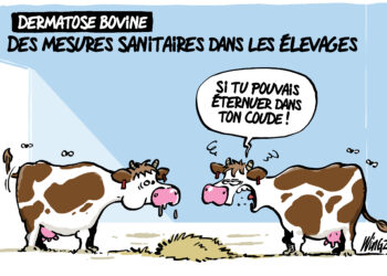 La dermatose bovine vue par Wingz pour l&rsquo;Echo du Mardi
