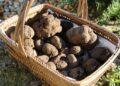 Le traditionnel marché de la truffe revient à Ménerbes