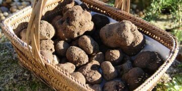 Le traditionnel marché de la truffe revient à Ménerbes