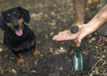 Diamant Noir en Fête : Le Vaucluse vous invite au cœur de la Truffe