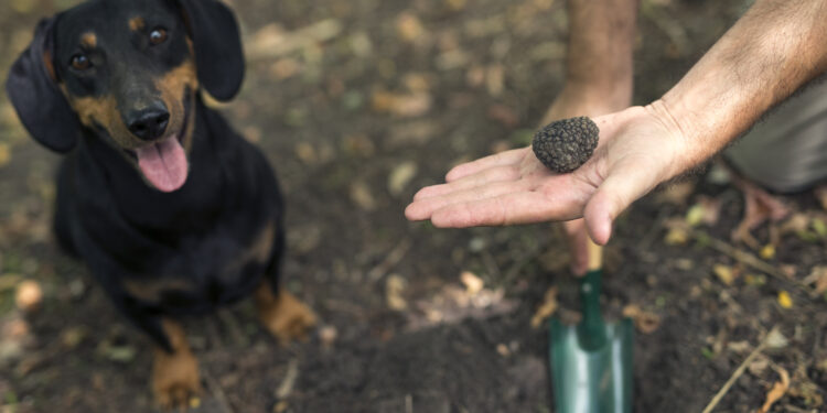 Diamant Noir en Fête : Le Vaucluse vous invite au cœur de la Truffe