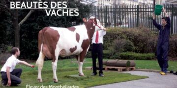 Élevage, une enquête explore la recherche de la &lsquo;belle vache&rsquo; Montbéliarde