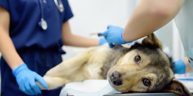 Détection d’un cas de la maladie d’Aujesky en Vaucluse