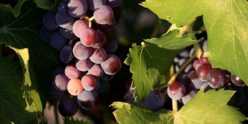 Un accord de durabilité pour les rouges des AOC Côtes du Rhône et Côtes du Rhône Villages