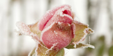 Neige-verglas : le Vaucluse en vigilance orange