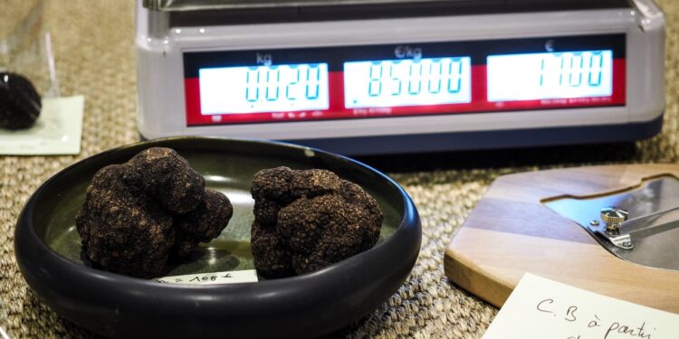 Le Vaucluse fête son diamant noir à Vaison-la-Romaine