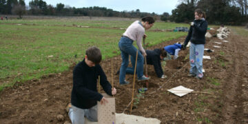 Des collégiens plantent 350 arbres à Mazan