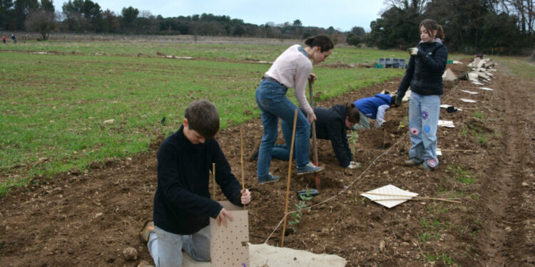 Des collégiens plantent 350 arbres à Mazan