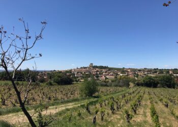 Les vignerons indépendants de Vaucluse s’invitent dans la campagne des municipales
