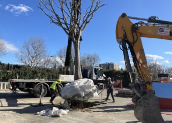 Cavaillon : 50 micocouliers sauvés de l’abattage 