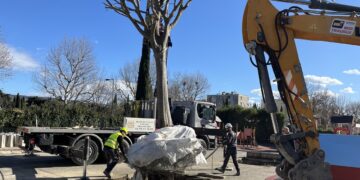 Cavaillon : 50 micocouliers sauvés de l’abattage 