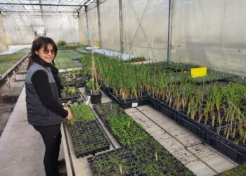 Duplan de Provence : l&rsquo;art du jeune plant