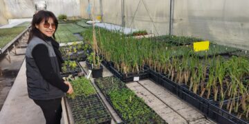 Duplan de Provence : l&rsquo;art du jeune plant