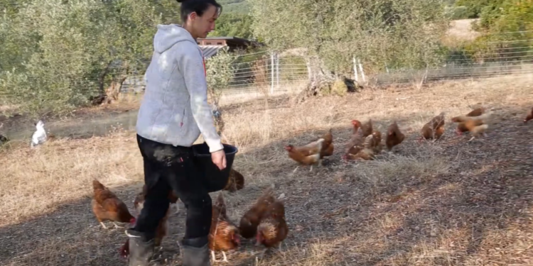 (Vidéo) Magasins de producteurs : la force du local en action