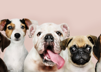 SPA Vaucluse, un Loto solidaire pour protéger 900 vies