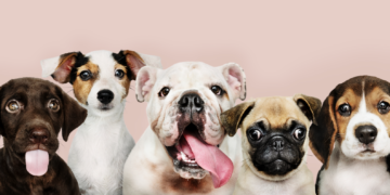 SPA Vaucluse, un Loto solidaire pour protéger 900 vies