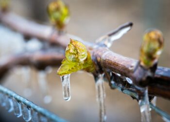 Alerte au risque de gel sur les cultures en Vaucluse
