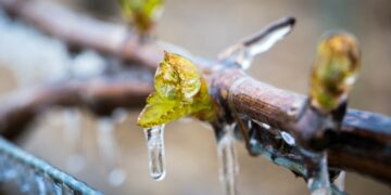 Alerte au risque de gel sur les culture en Vaucluse
