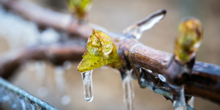 Alerte au risque de gel sur les cultures en Vaucluse