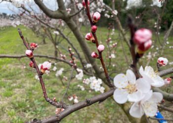 Agriculture : le cri d’alarme de Lucien Stanzione pour le Vaucluse