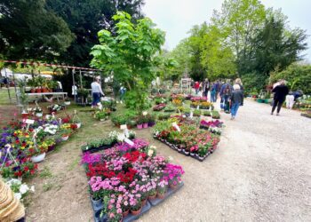 L&rsquo;Isle-sur-la-Sorgue : 60 exposants seront présents au Marché aux plantes