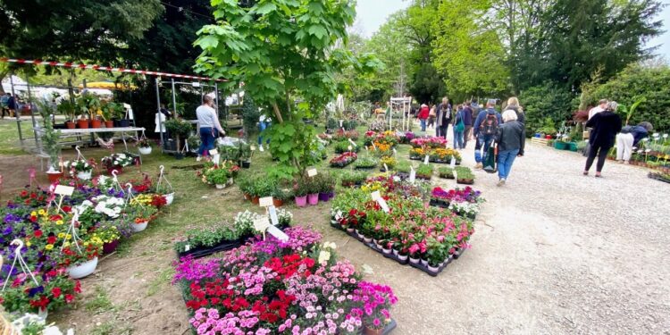 L&rsquo;Isle-sur-la-Sorgue : 60 exposants seront présents au Marché aux plantes