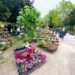 L&rsquo;Isle-sur-la-Sorgue : 60 exposants seront présents au Marché aux plantes