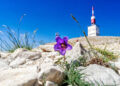 La 1re réserve naturelle régionale de Vaucluse vient de voir le jour au pied du Ventoux