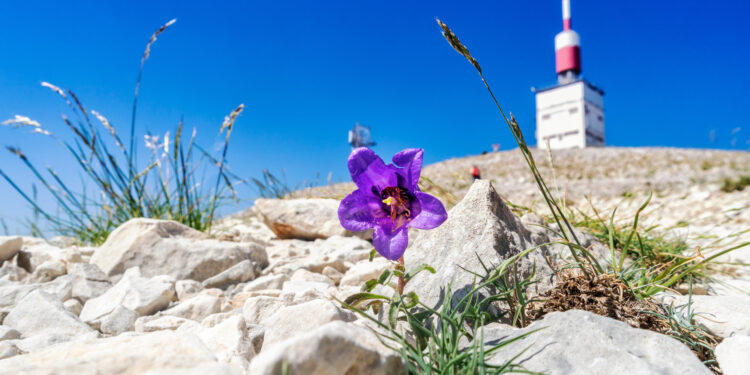 La 1re réserve naturelle régionale de Vaucluse vient de voir le jour au pied du Ventoux