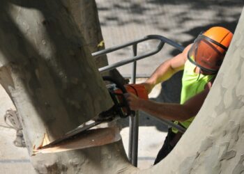 La Ville de Carpentras va devoir abattre 10 platanes