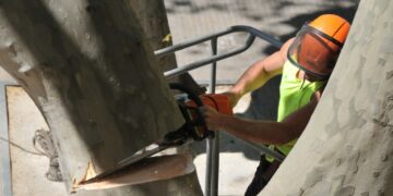 La Ville de Carpentras va devoir abattre 10 platanes