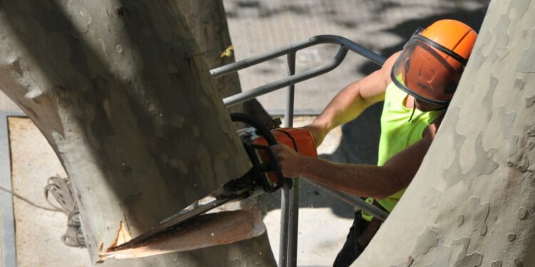 La Ville de Carpentras va devoir abattre 10 platanes