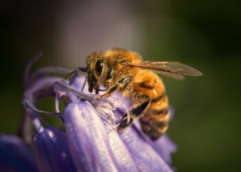 Volubilis propose une conférence sur les &lsquo;Pollinisateurs : l’alerte vivante’