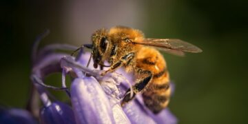 Volubilis se propose une conférence sur les &lsquo;Pollinisateurs : l’alerte vivante’