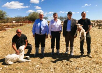 Cerise et pastoralisme, Lucien Stanzione au cœur des urgences agricoles du Vaucluse