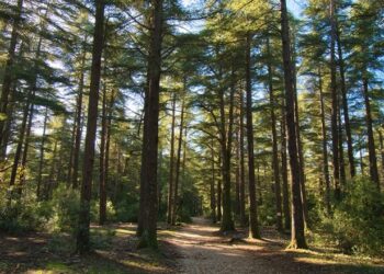 Promenade en forêt : l&rsquo;ONF rappelle les bons gestes à adopter
