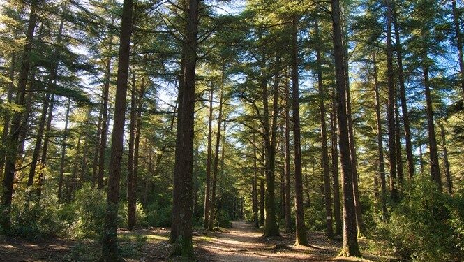 Promenade en forêt : l&rsquo;ONF rappelle les bons gestes à adopter