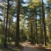 Promenade en forêt : l&rsquo;ONF rappelle les bons gestes à adopter