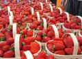 La foule des grands jours quand Carpentras ramène sa fraise