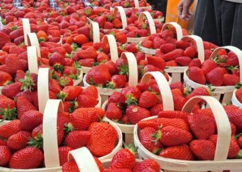 La foule des grands jours quand Carpentras ramène sa fraise