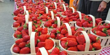 La foule des grands jours quand Carpentras ramène sa fraise