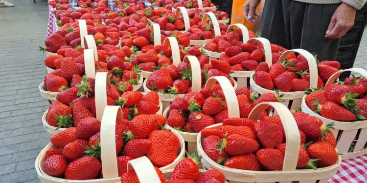 La foule des grands jours quand Carpentras ramène sa fraise