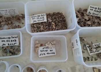 Redécouvrir les richesses archéologiques du patrimoine vauclusien à Memento